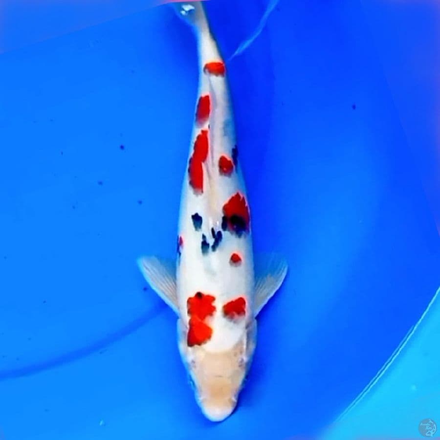 31cm SAKURA SANKE