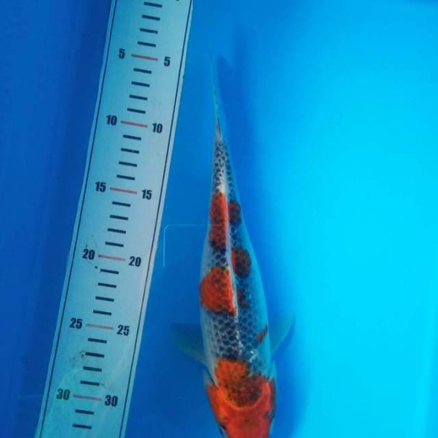 kohaku 28 cm