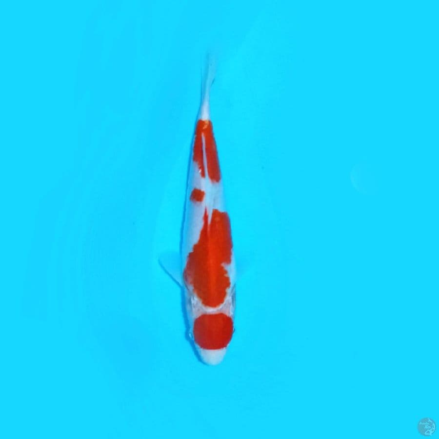KOHAKU 20.Cm