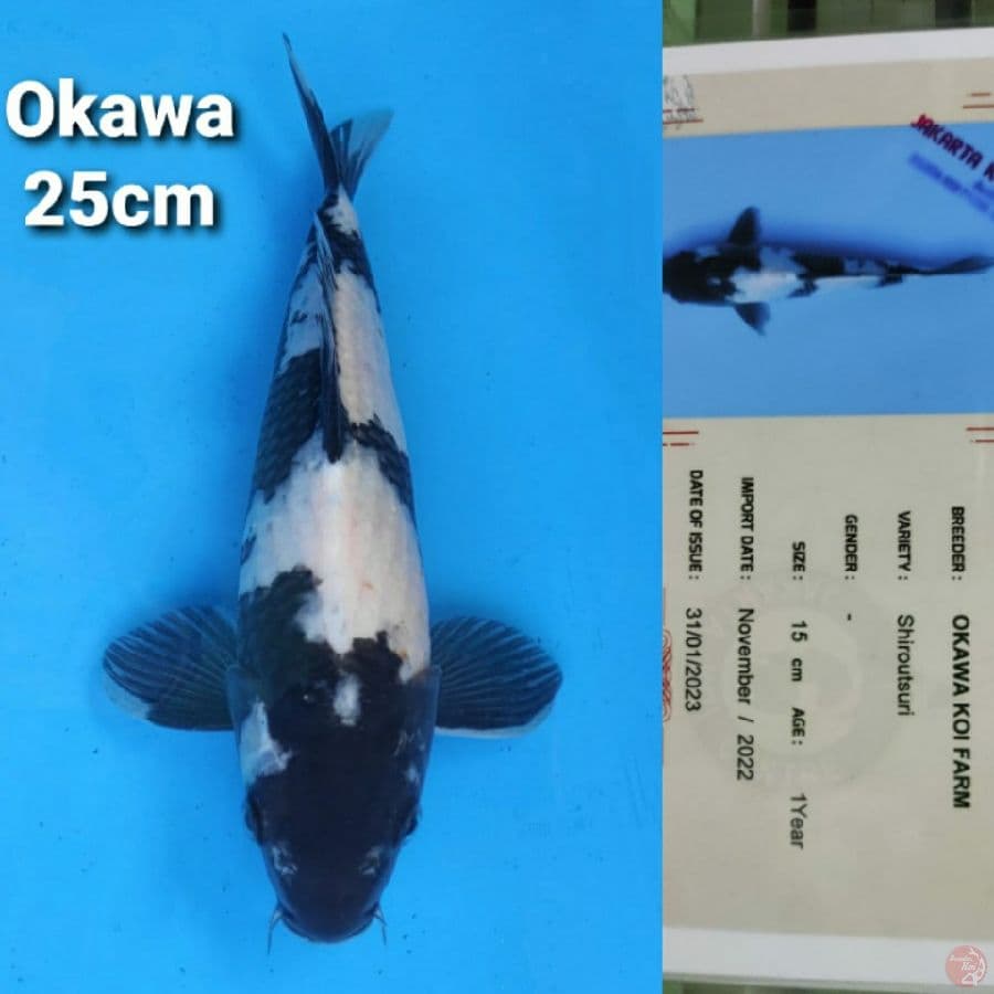 OKAWA SHIRO 25CM SERTI