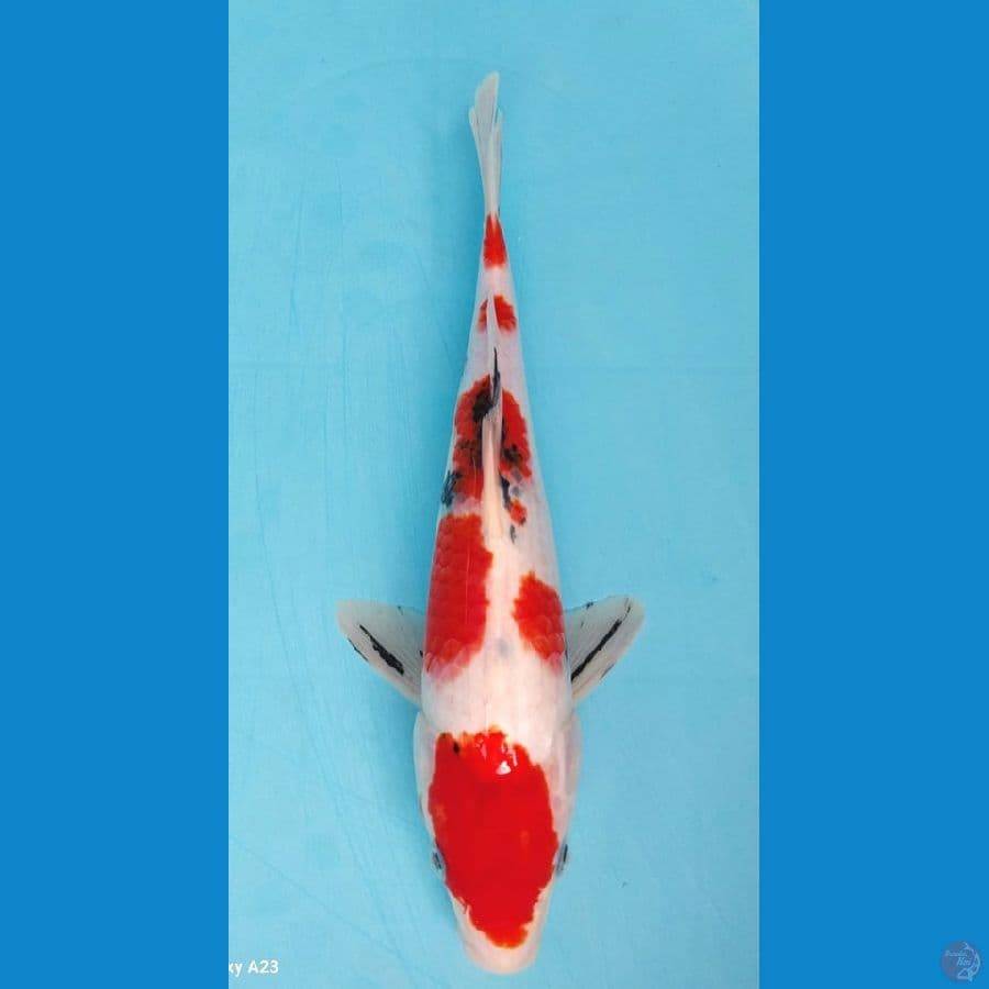 Showa 31 cm