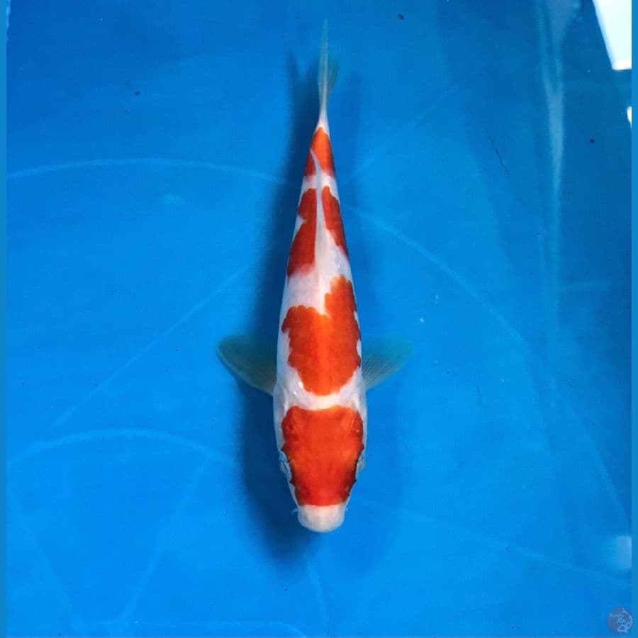 kohaku 15cm