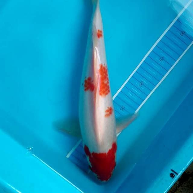 Kohaku 34 cm