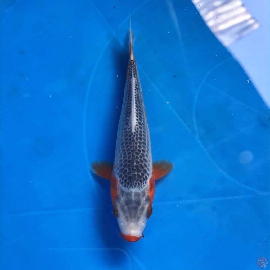 asagi 15cm