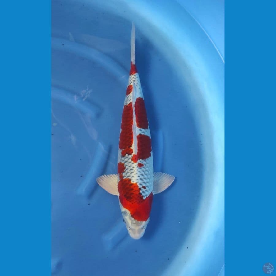 red kujaku 55cm