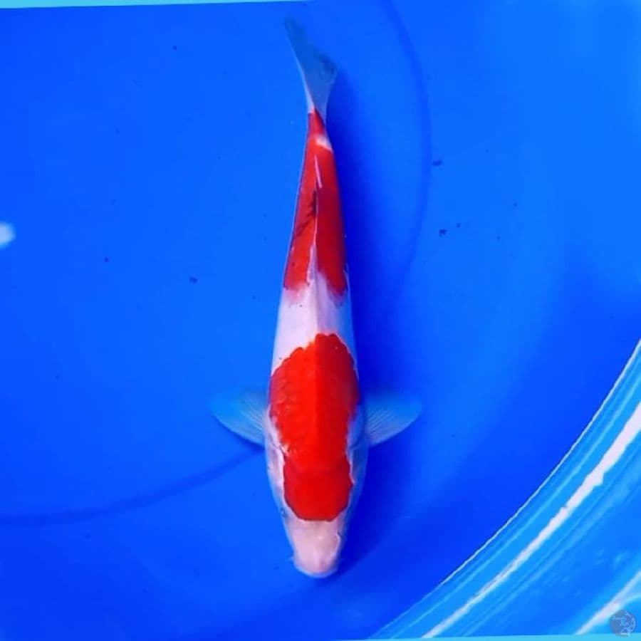 30cm TATEGOI SANKE MERONA