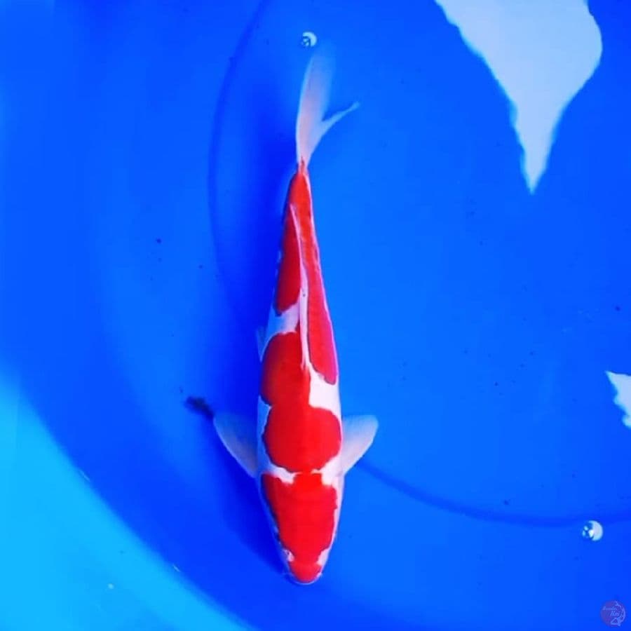 30cm KOHAKU NAGA AIR