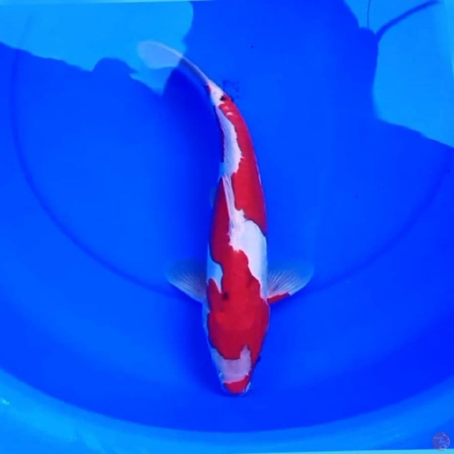 36cm DOITSU INAZUMA GOSHIKI