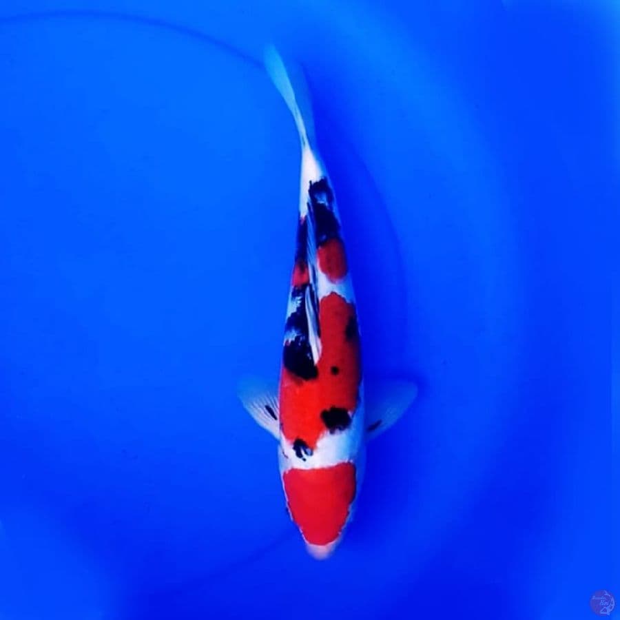 34cm TSUBOSUMI SANKE BAGUS