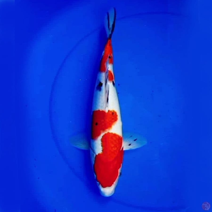 37cm F1 TIGER SANKE JUMBO