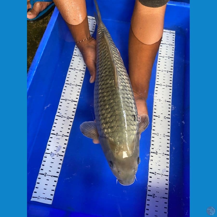 50 cm soragoi~F