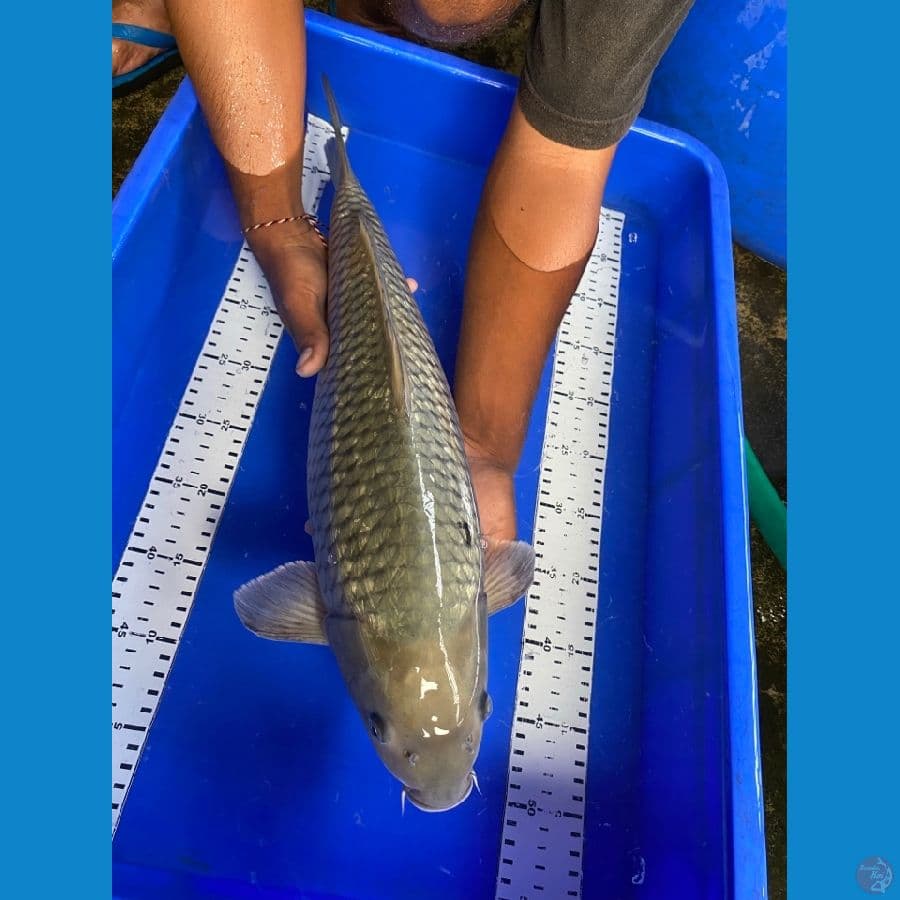 50 cm soragoi~F