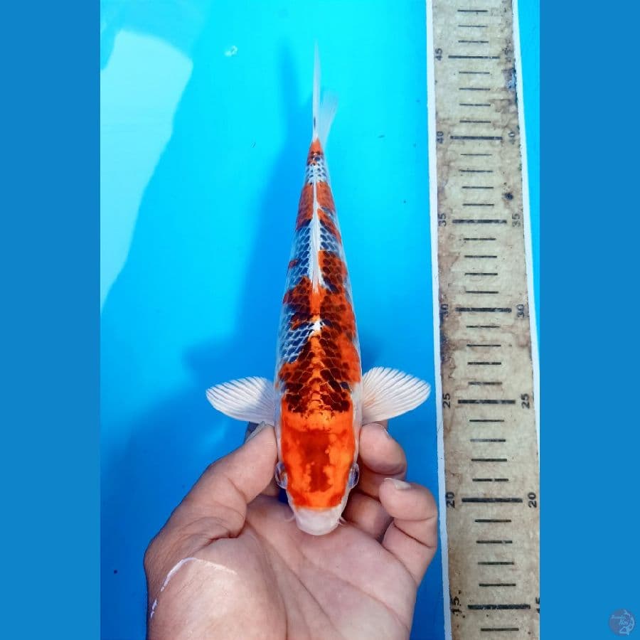 kujaku 26cm