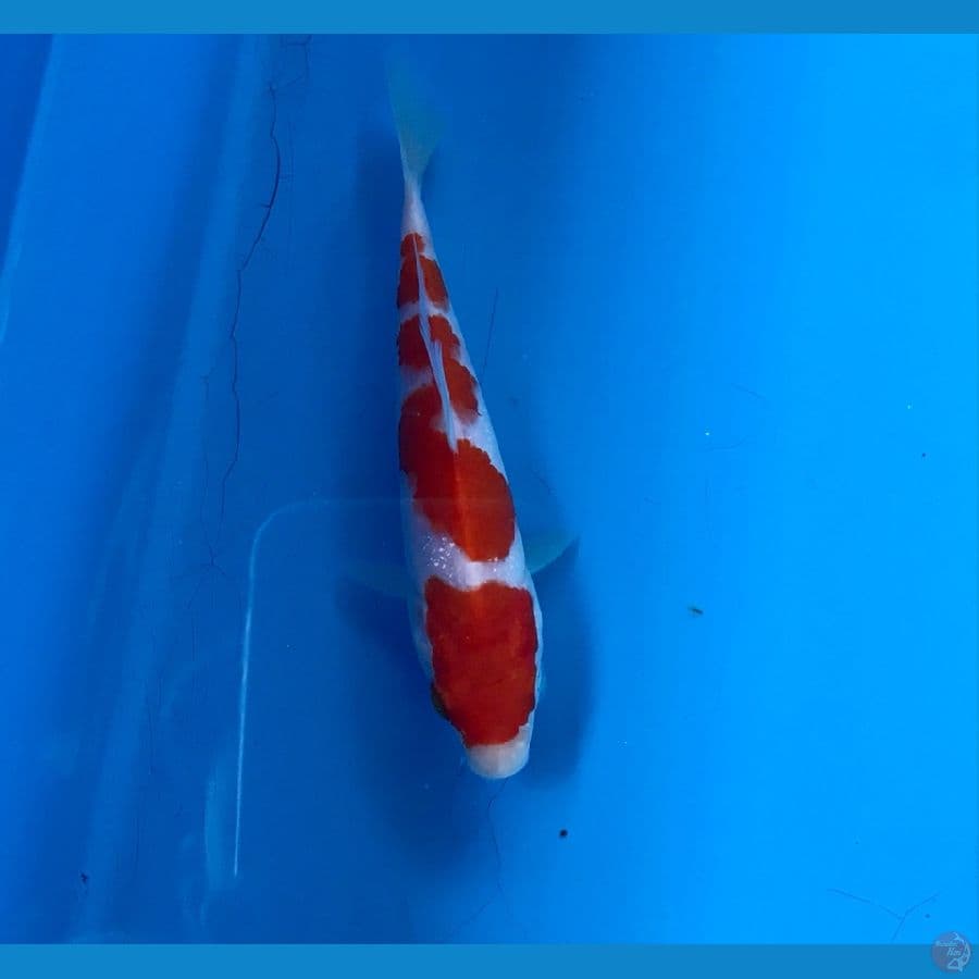 kohaku 13cm