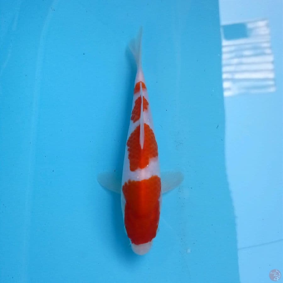 kohaku, 19 cm