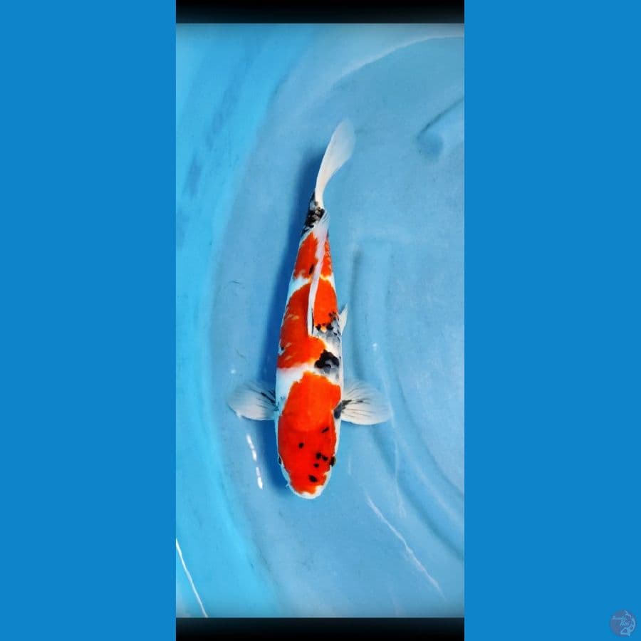 showa shansoku original,, bahan bagus 35 cm jantan