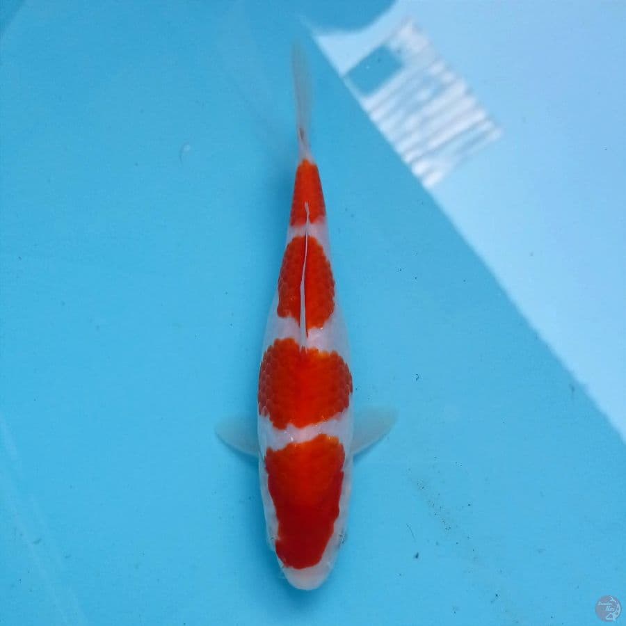 kohaku, 18 cm