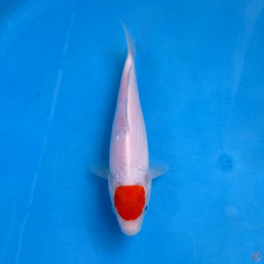 tancho kohaku, 18 cm