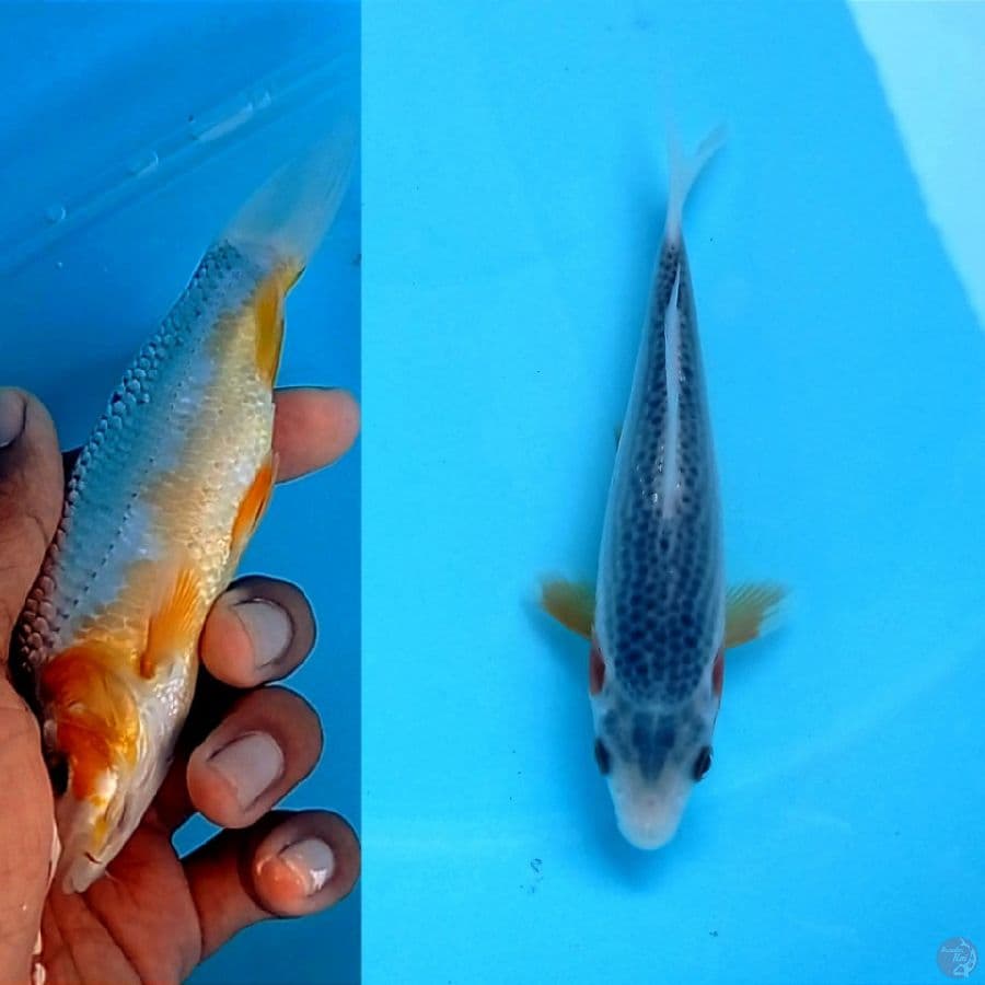 asagi, 15 cm