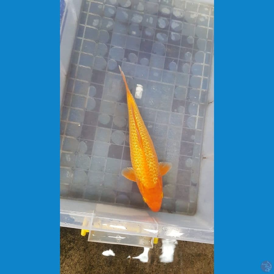Karamel ready show male 30cm