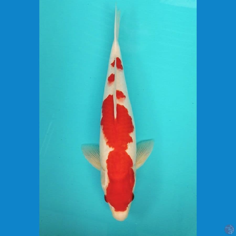 Kohaku 38cm F