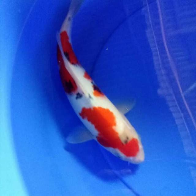 30cm sanke