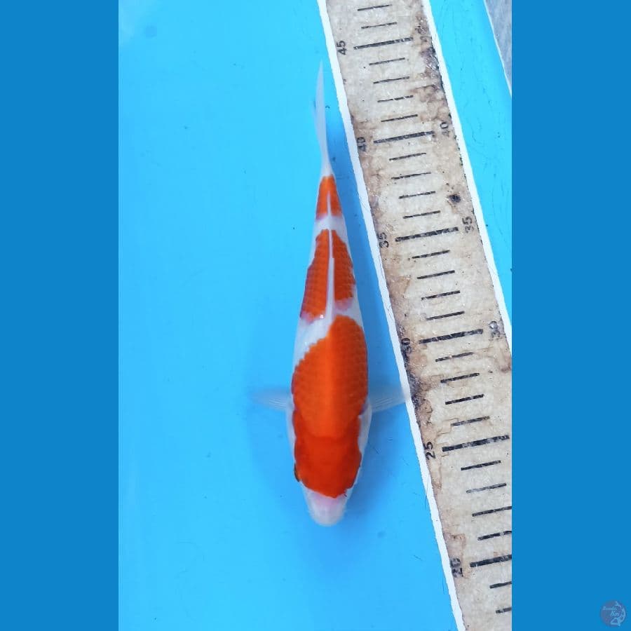 Kohaku 20cm