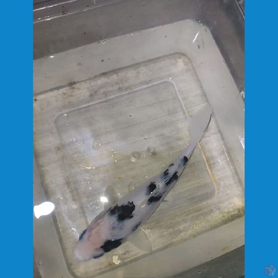 Shiro bahan keep 16cm bersih