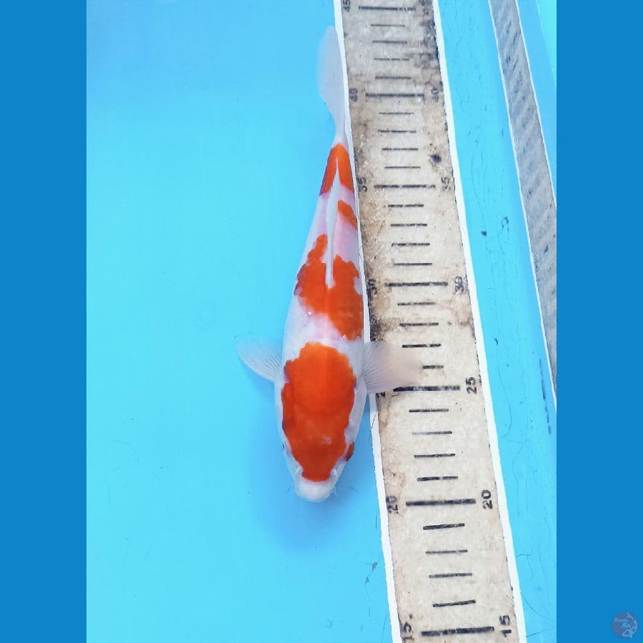 Kohaku 20cm