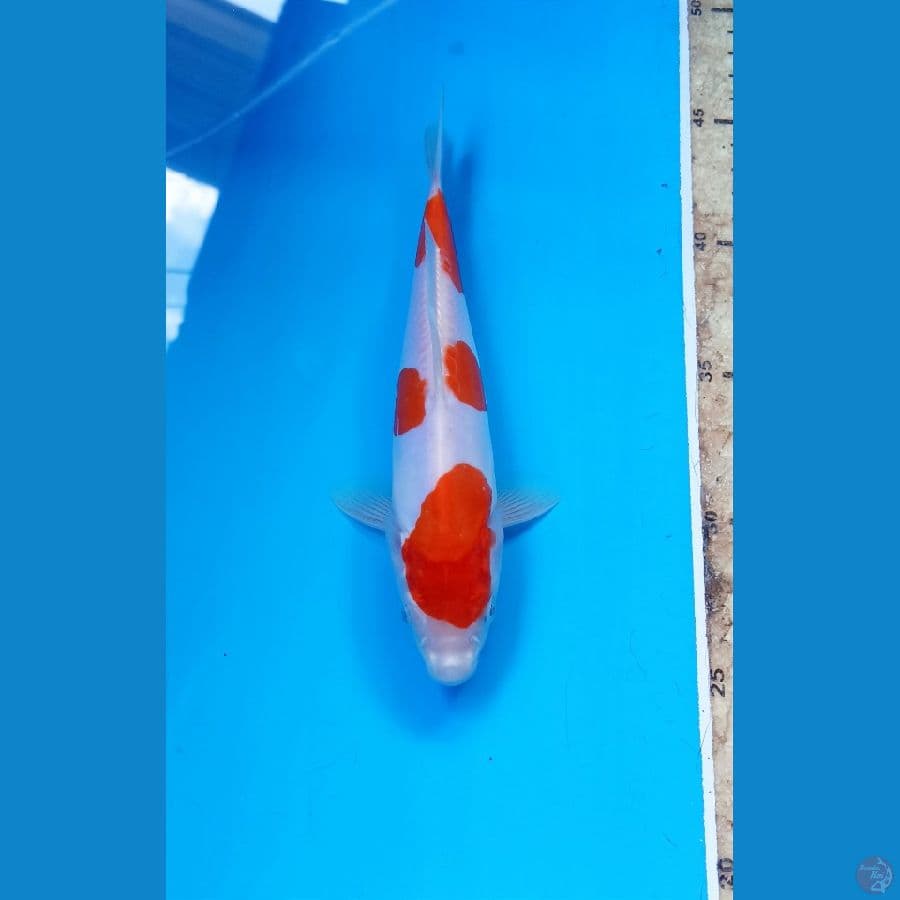 Kohaku doit 20cm