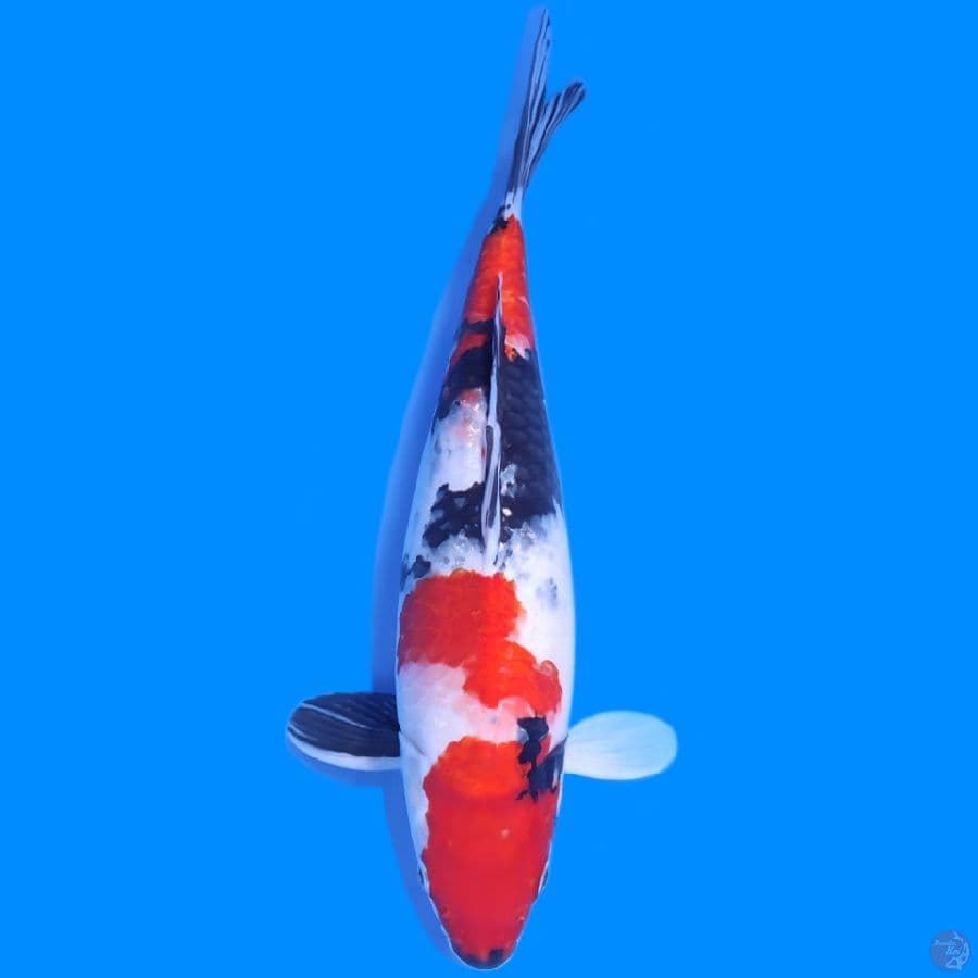 Showa Shanshoku ~43cm~female