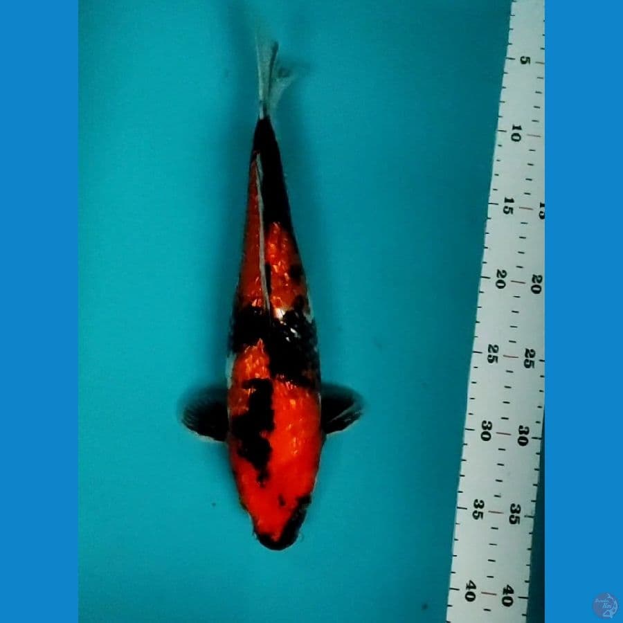SHOWA GINRIN 31CM