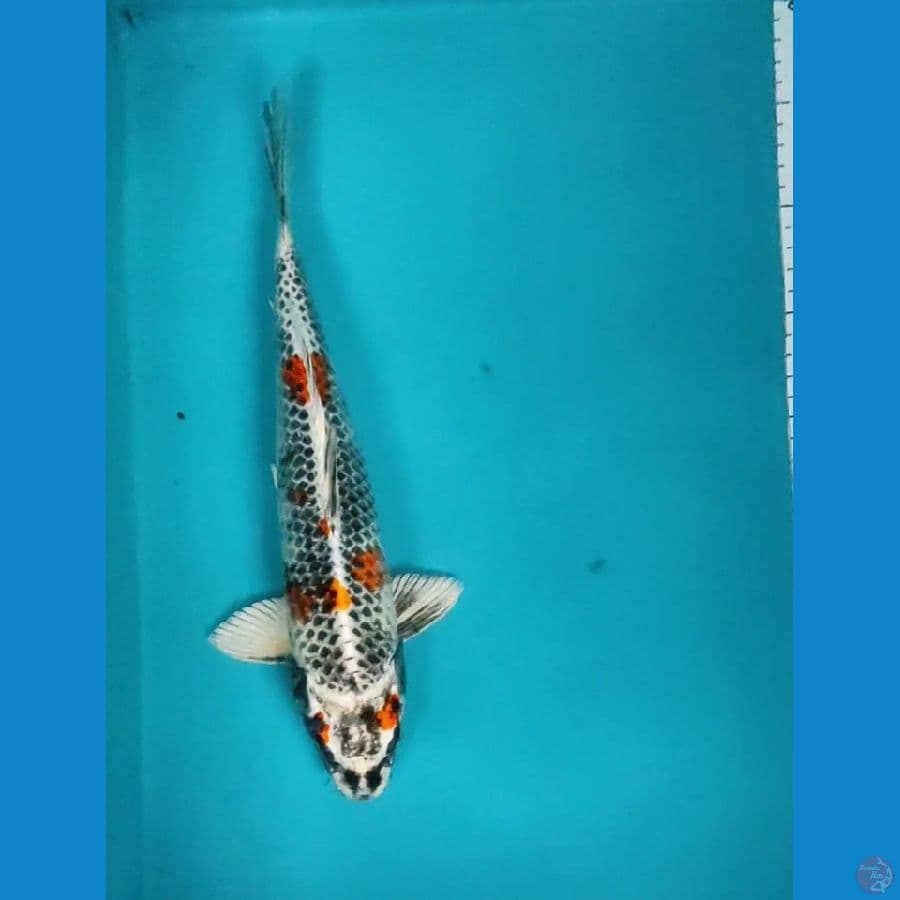 KIN SHOWA 32CM MALE