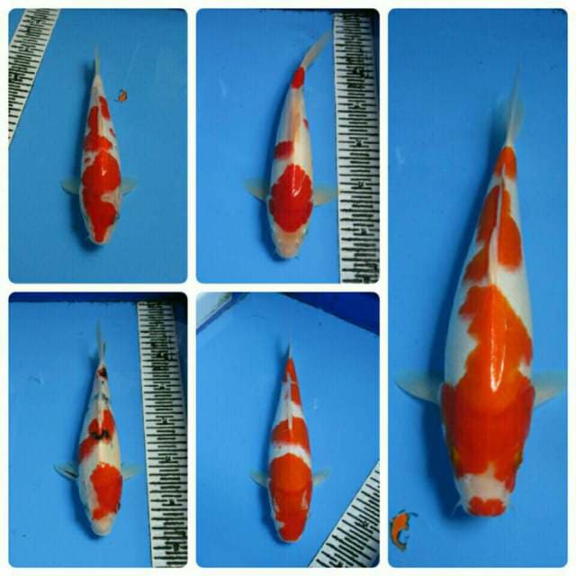 PAKET 5 EKOR 25 - 30 CM