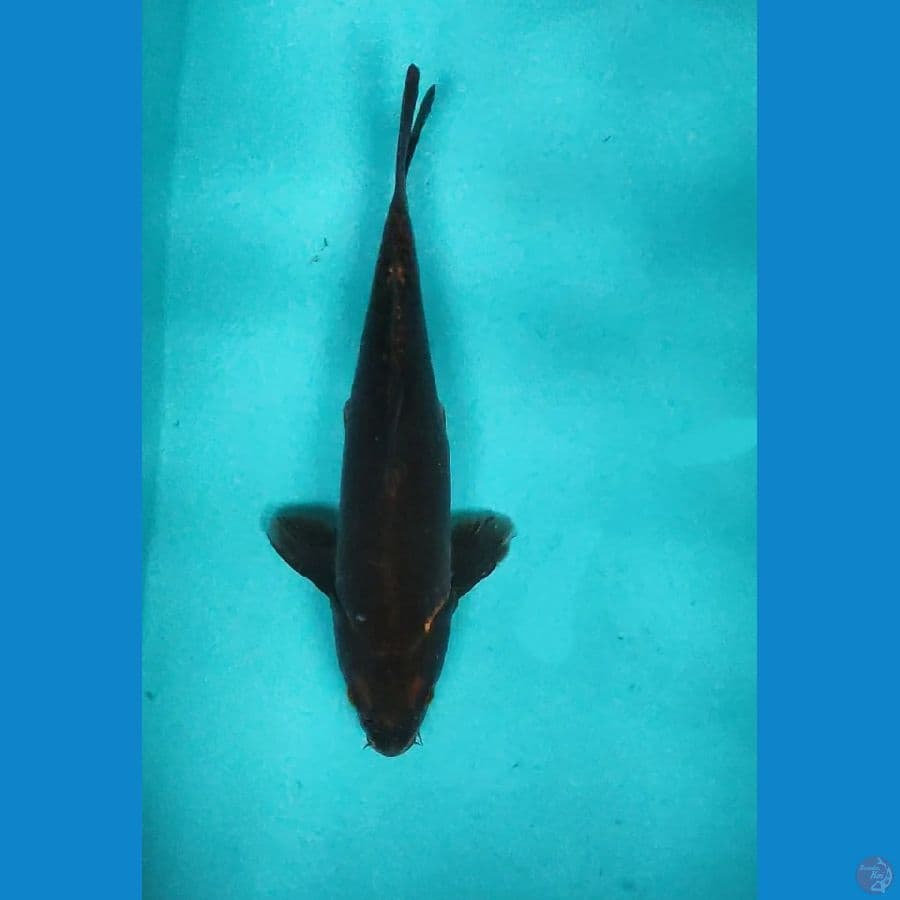 KAWARIMONO ANTIK 30CM MALE