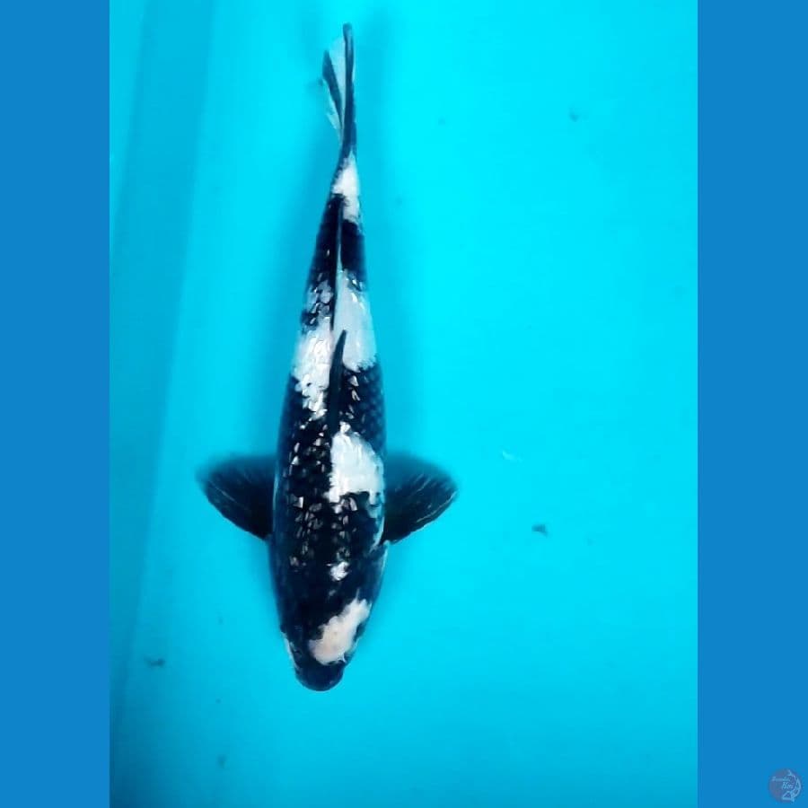 JET BLACK GINRIN 26CM MALE