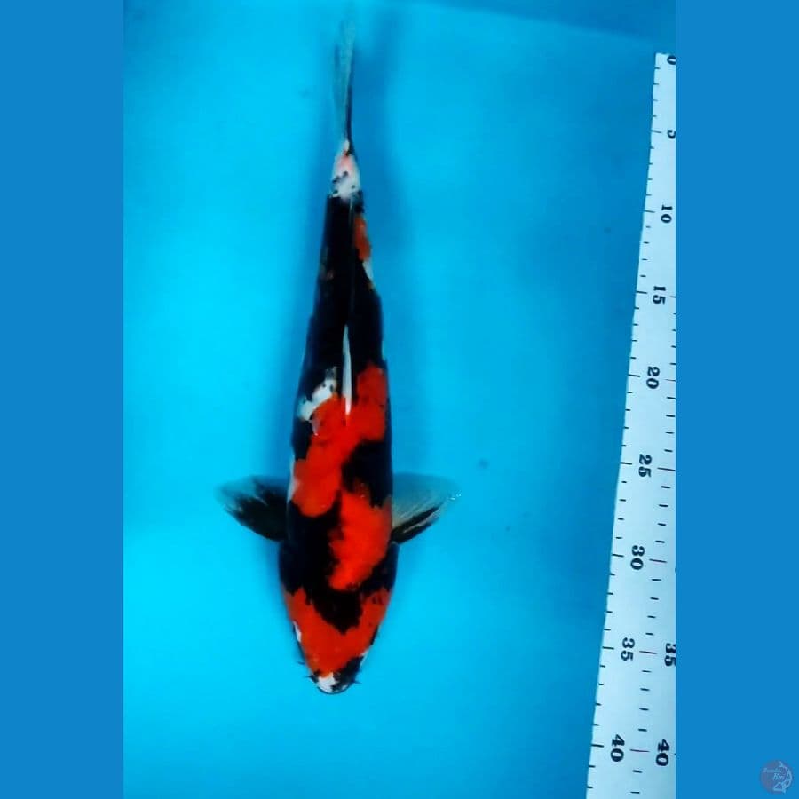 SHOWA DOIT ARAGOKE 37CM