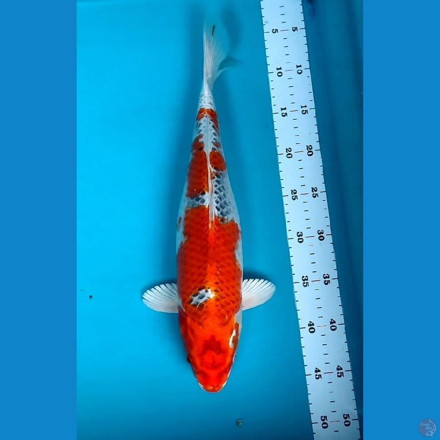 KUJAKU 40CM BODY JUMBO