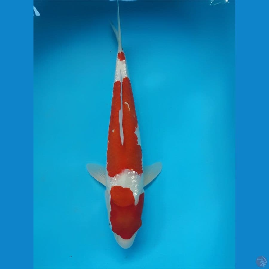 Kohaku Gindrin 43cm FM