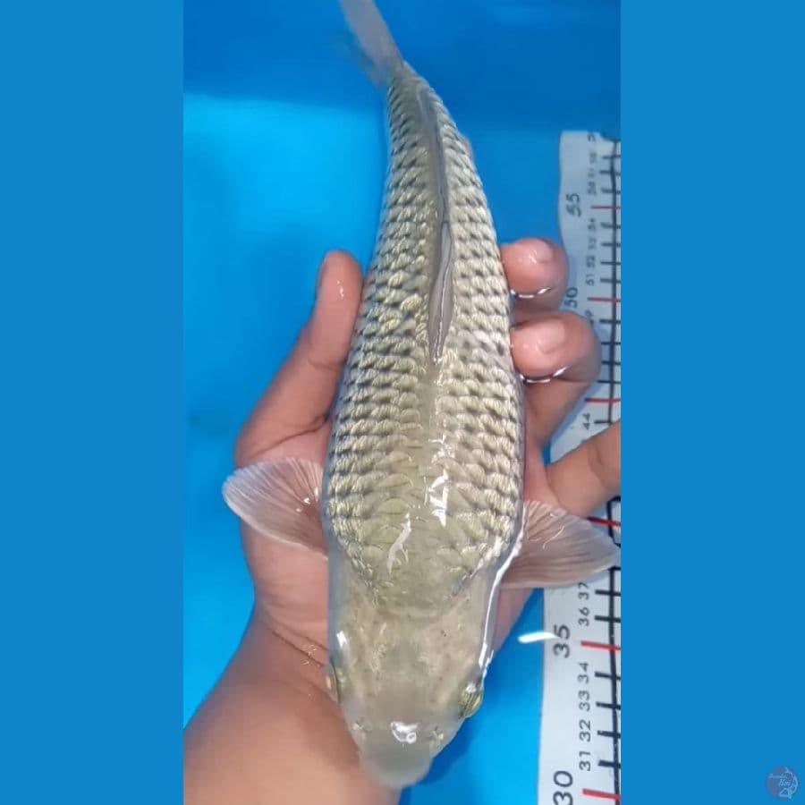 bulky 28cm