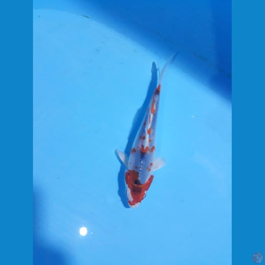 goshiki 15cm