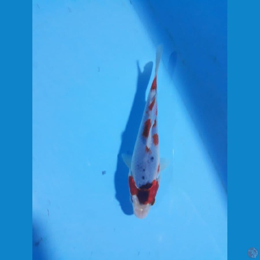goshiki 16cm