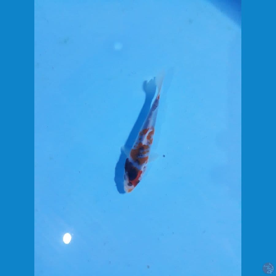 goshiki 14cm