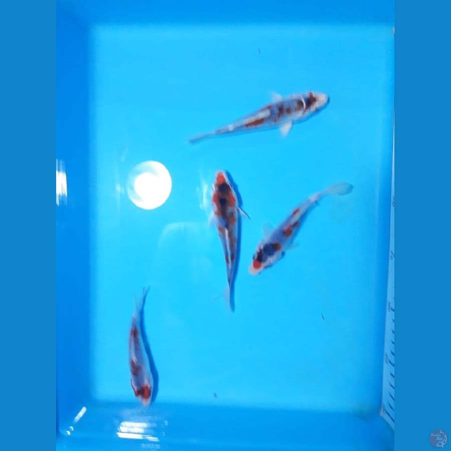 12.15cm goshiki