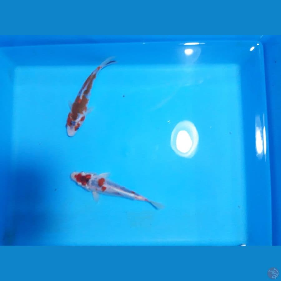 goshiki 15cm