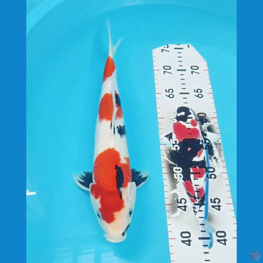 Showa Kindai Calon Super Male 37cm™