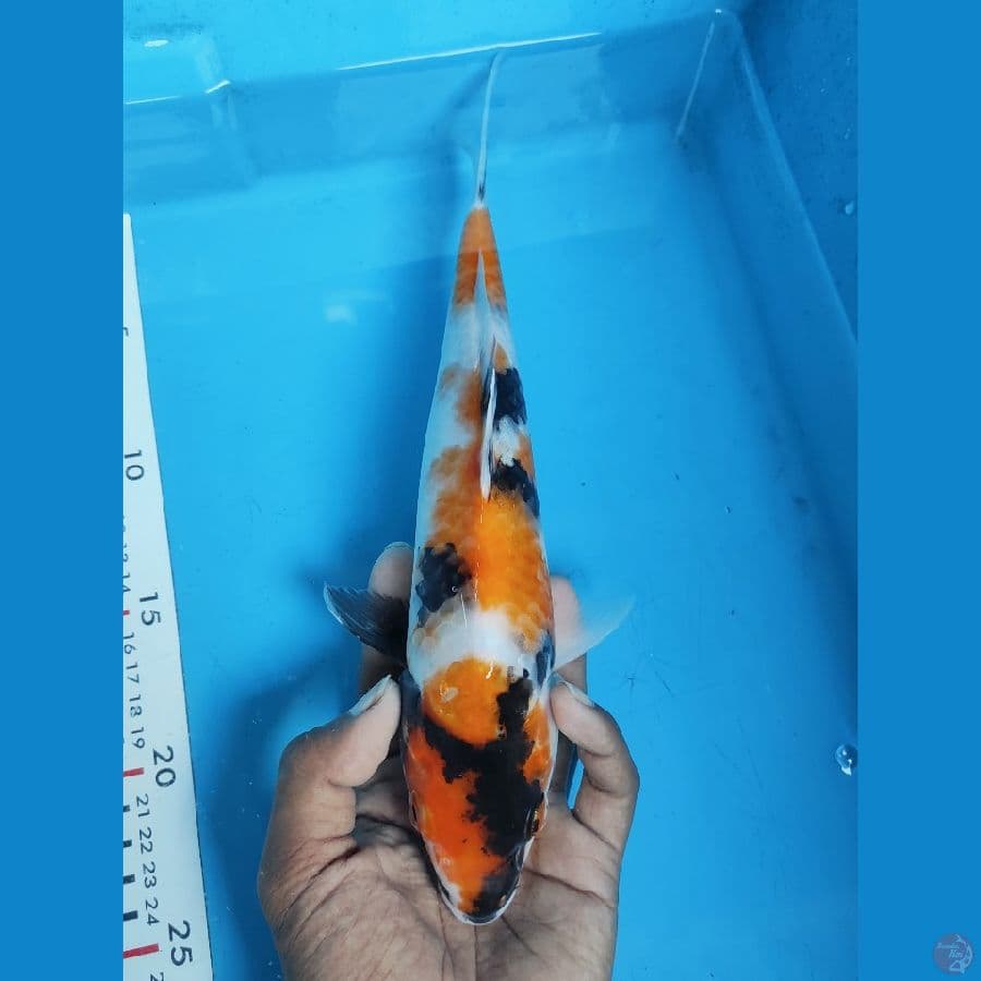 KI SHOWA / SHOWA KUNING - 27CM