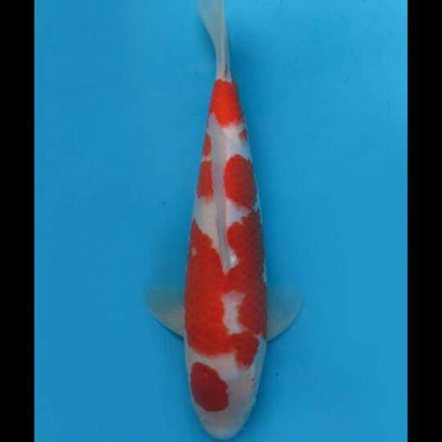38cm Female - F1 Maruten Kohaku Jumbo Original