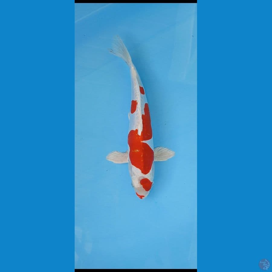 kikushui Male