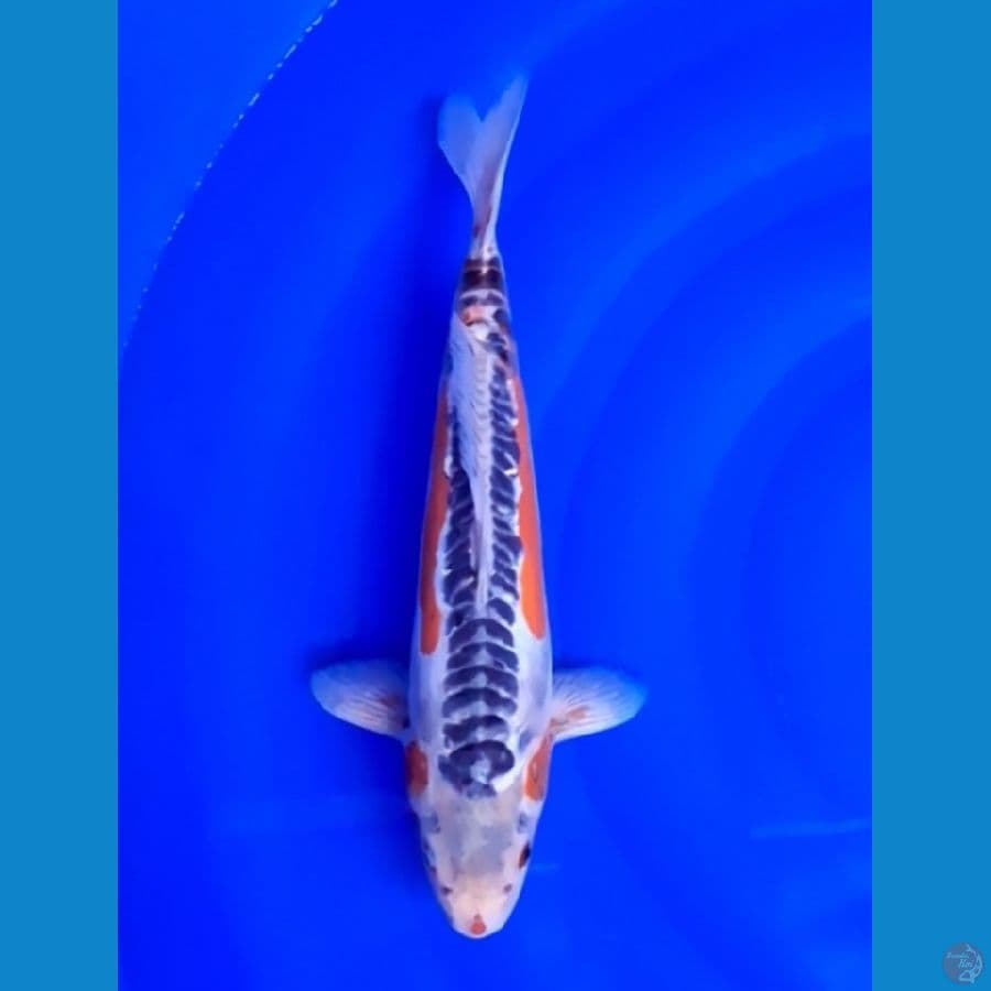shusui 37cm (male)